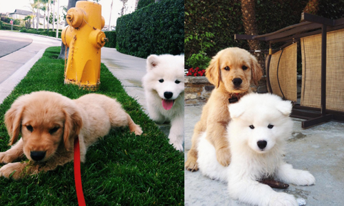 每發現好玩的事第一個就想到你！兩隻狗狗示範10項摯友特質 instagram、Mason、tailwagswetnoses、Kobe、狗