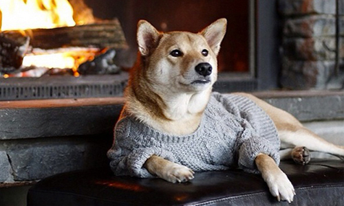 文大校狗生病了怎麼辦？免驚！我們有尊重生命社！ 妞學院、文化大學、尊重、尊重生命社、動物