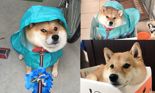 寧死我都不要再往前一步喔！叛逆柴犬ハナ抵死不從事件簿 柴犬ハナ、87shiba87、柴犬、hana、寵物