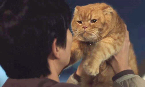 情人對寵物太好自己淪為小三啦！有個寵物奴情人的4種困擾 寵物奴、貓奴、狗奴、寵物、主人、情侶、吃醋、幼稚、為難