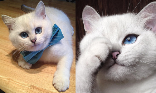 每天畫全妝出門也是很累的喵〜擁有仙氣美瞳的正妹貓咪Coby Coby、英國短毛貓、仙氣美瞳、貓奴、喵星人