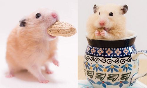 絕技是一口吞下花生！哈姆太郎Nappa吃貨日記 倉鼠、ham.nappa、nappa_mama、ナッパ、日本、寵物、哈姆太郎、橫濱、Instagram、Twitter、SNS、鼠、吃貨