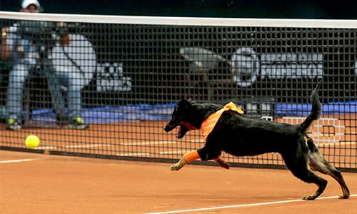 誰會把撿球當興趣？全世界也只有他們能勝任這份工作了！ 狗、流浪狗、網球、巴西網球公開賽、Marli Scaramella