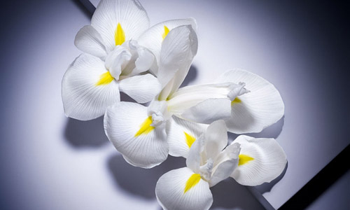 [新聞稿]美好人生的全新篇章：美好人生淡香氛花漾版，綻放春天第一抹歡欣笑顏！ 蘭蔻、lancome、香水、花香、玫瑰、精油