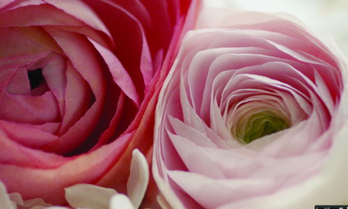 [新聞稿]ELIE SAAB香水訂製系列 玫瑰幻夢香水  ELIE SAAB、香水、夢幻、玫瑰、花