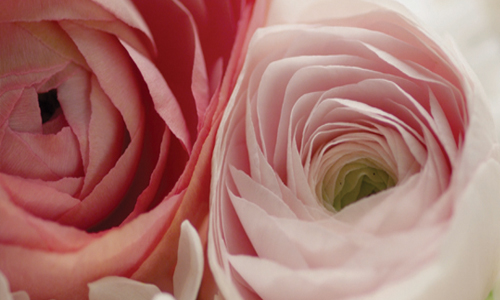 [新聞稿] ELIE SAAB 玫瑰幻夢香水 四月上市 ELIE SAAB、玫瑰幻夢香水、繁花似錦、粉韻浪漫、優雅香氛、全新視覺