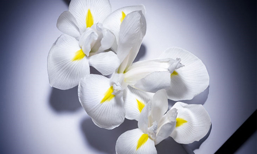 [新聞稿] LANCÔME 三月新品 美好人生淡香氛花漾版，綻放春天第一抹歡欣笑顏！ LANCÔME、香水、 美好人生、淡香氛、花樣版、桂花、春天