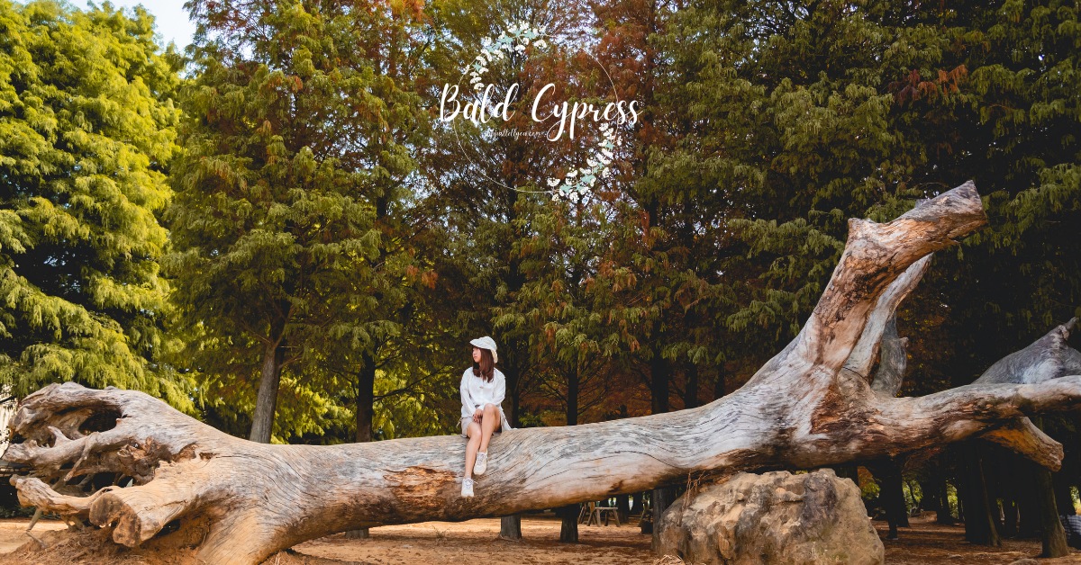 季節限定打卡秘境・南投落羽松森林，三色落羽松一次滿足！ 南投景點、落羽松、寵物友善