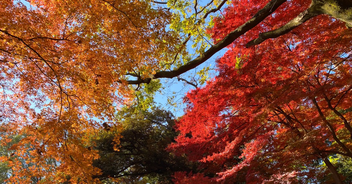 東京賞楓賞紅葉的好景點「六義園」！感受日式庭園的秋冬之美～ 東京紅葉、東京賞楓、東京秋天必去