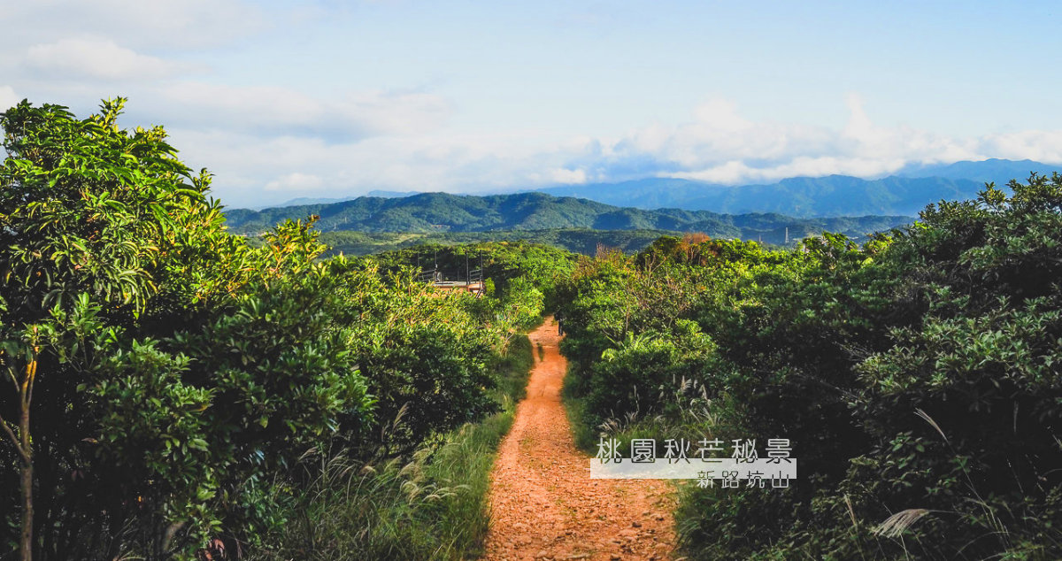 桃園秋芒秘境 小小山徑開滿一片銀海芒花 桃園景點、龜山景點、秋芒、桃園秋芒、龜山秋芒、虎頭山步道、龜崙山、桃園健行步道、龜山健行步道