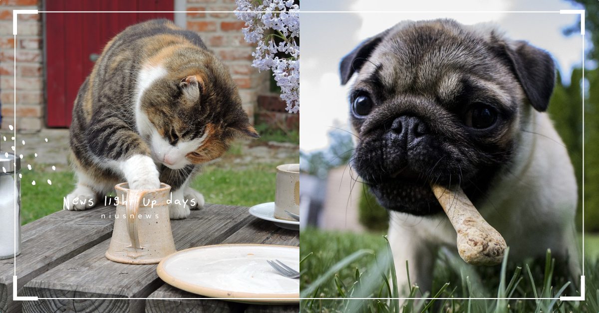 還在給狗狗啃骨頭嗎？犬貓禁忌食物總整理，營養師：最需要注意都最容易被忘記！ 寵物健康、狗、貓、鏟屎官、喵星人、奴才、禁忌食物、蔥蒜、醃製食品、葡萄乾、骨頭