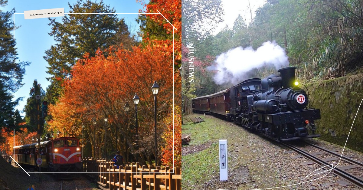 阿里山「楓紅主題列車」即將啟動！達人帶領探索秘境、體驗檜木車廂蒸汽火車 阿里山、楓葉、楓紅、楓樹、高山鐵道