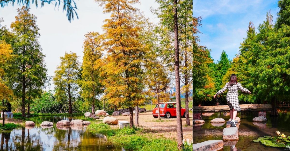 泰安池畔羽粼落羽松悄悄轉紅了，IG打卡正夯的濃濃秋意美景！ 艾薇玩台中、台中景點推薦、后里景點、台中落羽松、泰安落羽松、親子景點、IG打卡景點