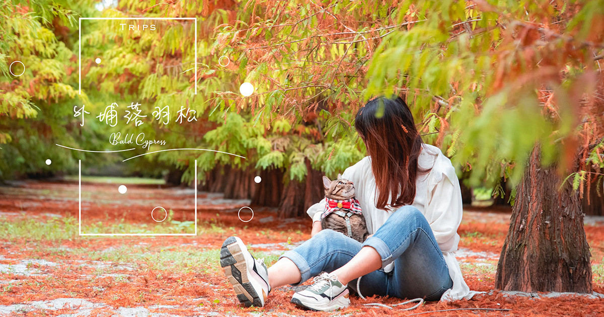在地人也不一定知道的落羽松秘境・假日還不快來打卡羨煞好友嗎？ 落羽松景點、秘境、台中景點