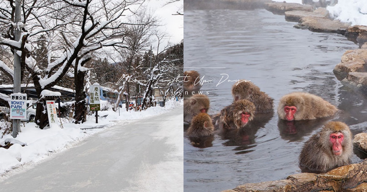 會泡湯的不止水豚！日本長野「地獄谷野猿公苑」，猴子們泡溫泉享受「猴生」令人嫉妒 日本、日本長野、長野縣、地獄谷野猿公苑、猴子、溫泉、猴子泡溫泉、猴子泡湯