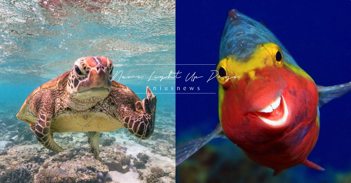 2020第一名是超派海龜！「野生動物搞笑攝影大賞」得獎名單總整理，入圍者都超有才 動物園、大型貓科、貓咪、野生貓科、野生貓科動物保護中心、海龜、攝影大賽、Comedy Wildlife Photo Awards、野生動物搞笑攝影大賞 