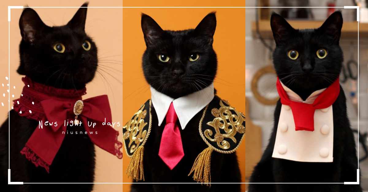 黑貓王子駕到！日本插畫家親手做「貓咪襯衫頸圈」精緻度破表，快幫家中主子也做一個 日本、貓咪、手作、插畫