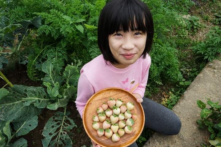 （新竹景點）長鑫莓果農園.誠懇實在.能獲得滿滿草莓知識.還有蜜桃香的白草莓可採 新竹白草莓、新竹親子一日遊、新竹草莓園推薦