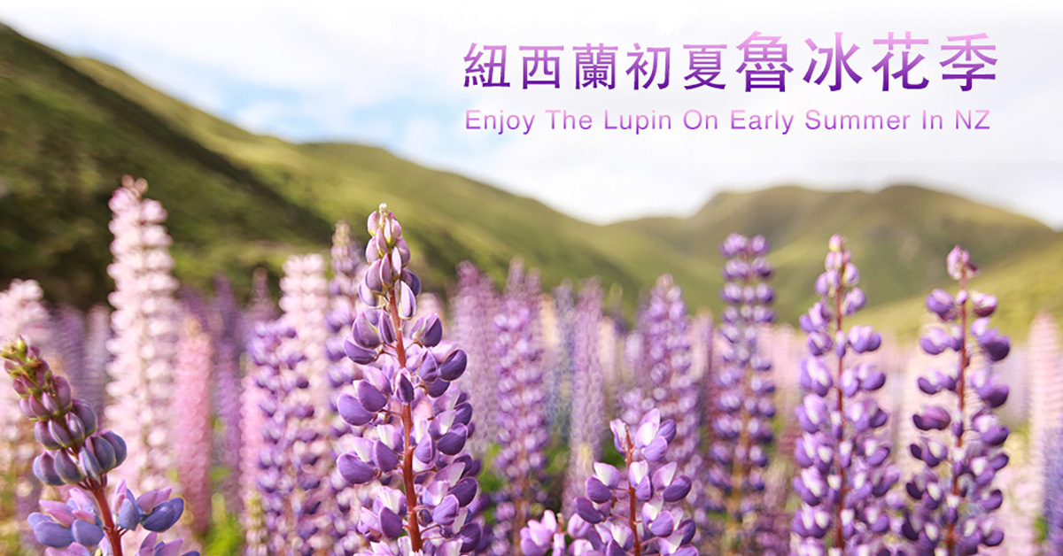 紐西蘭魯冰花季｜7個賞花祕境大公開 紐西蘭魯冰花、魯冰花季、紐西蘭魯冰花景點