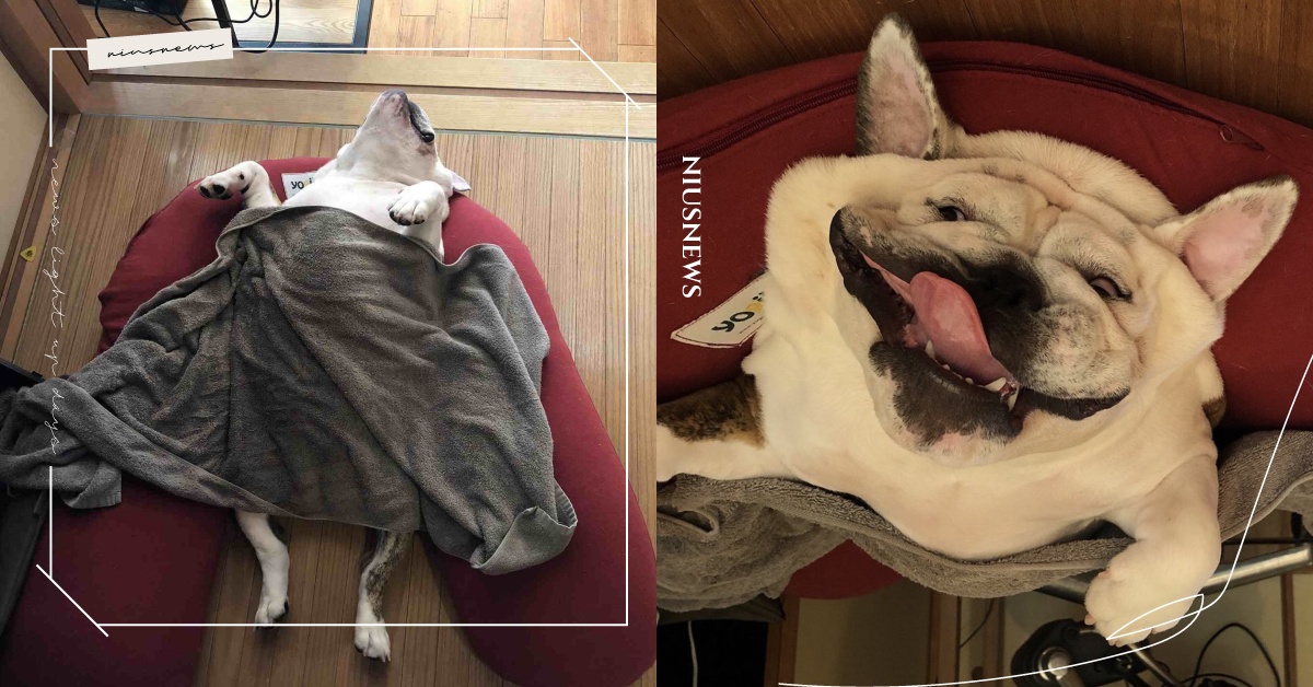 真的不是開變形濾鏡！法鬥「張嘴吐舌」醜萌睡相曝光，網傻眼：這什麼鬼生物？ 寵物趣聞、法鬥犬、逗趣、睡相、搞笑、寵物、毛小孩