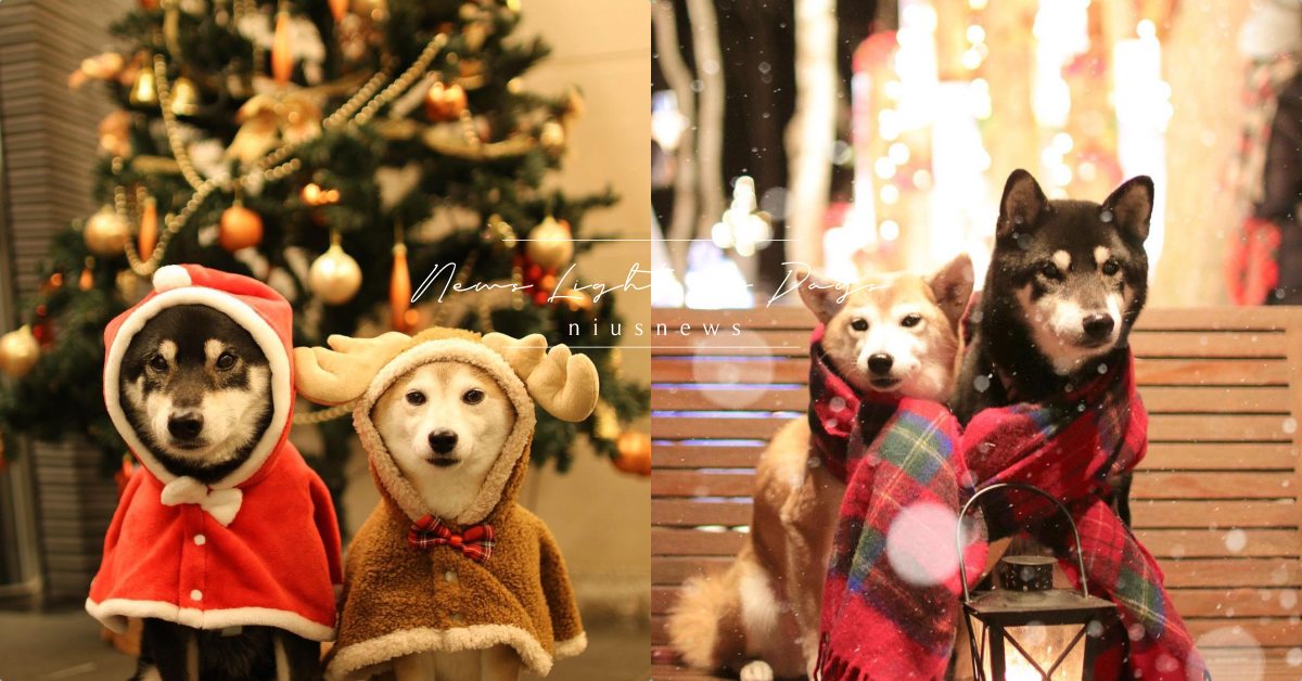 聖誕節限定萌柴兄妹！日本網犬身穿連身斗篷神似小精靈，相親相愛超Ｑ模樣一秒融化！ 柴犬、赤柴、黑柴、柴柴、網犬、毛小孩、聖誕節、狗狗、日本網犬、人氣狗狗