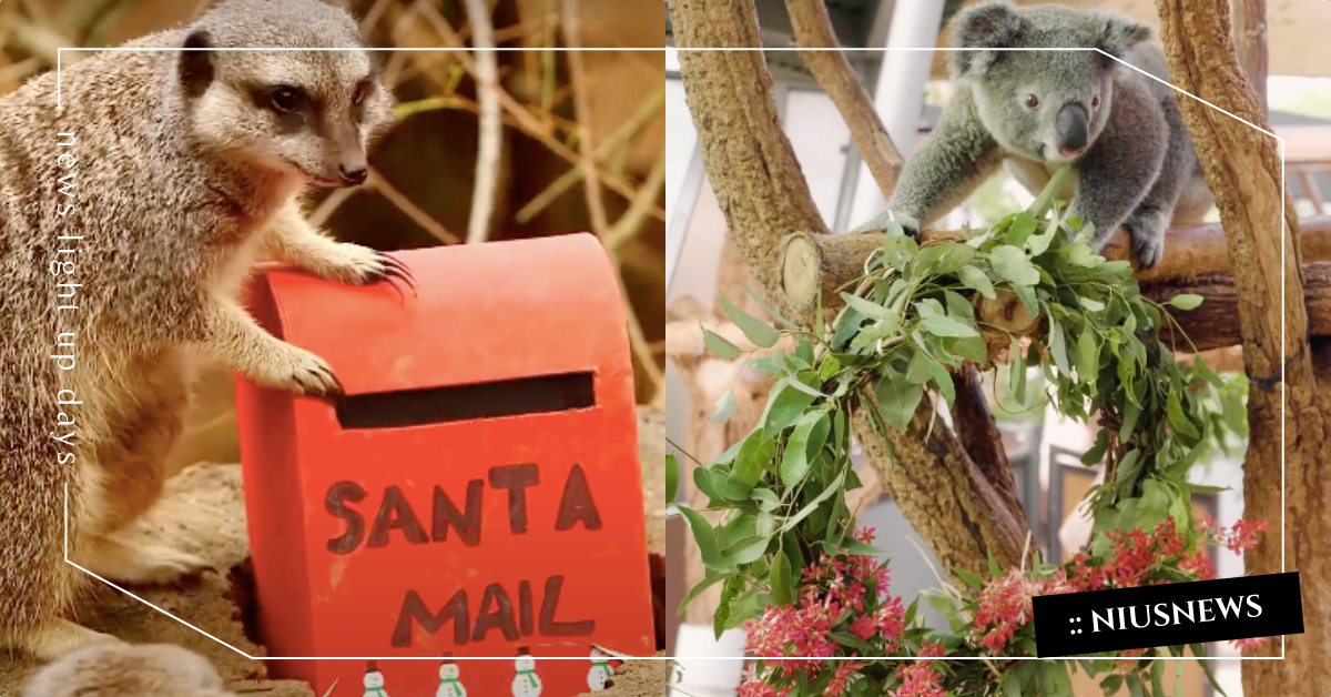 動物園聖誕驚喜特輯！長頸鹿分食蘋果花環超滿足、大貓拆禮物模樣萌翻天！ 動物園、獅子、老虎、浣熊、大象