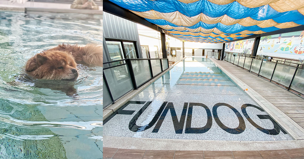 台中超美寵物泳池樂園，有草坪、泳池、美容、毛小孩住宿｜FUN DOG放開那隻狗 台中、台中寵物友善餐廳、寵物泳池、寵物哪裡玩