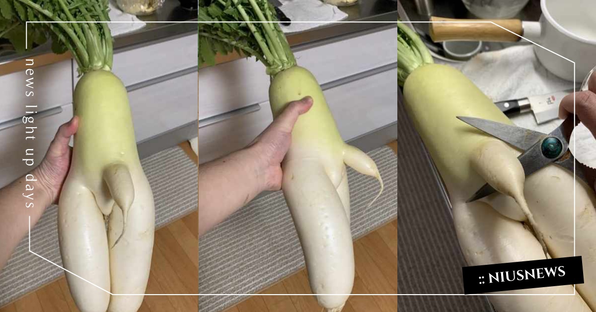 特殊造型蔬果大集合！蘿蔔長出「迷樣一根」超母湯，下場慘被喀嚓？！ 搞笑、逗趣、蔬菜、水果、長相