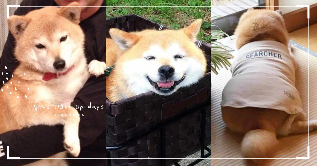 瘦弱浪浪柴犬被收養，6年後掛嘴邊肉＋腰間肉憨笑化身「阿嬤養的」，主人兩手才抱得動 柴犬、日本、東京、浪浪、幸福肥、收養