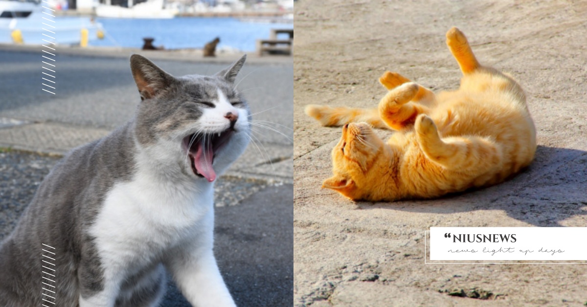 最完整「日本15個貓島」總整理！田代島根本貓奴天堂、離東京最近是「這個島」 日本、貓島、日本貓島景點、日本貓島地圖、田代島、江之島、男木島、佐柳島