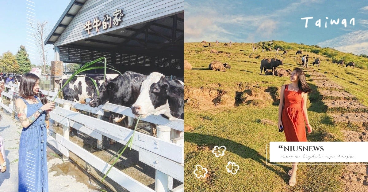 2021走春推薦！特蒐全台5大「牛出沒」親子景點，網美照、擠牛乳、賞水豚都來這！ 走春景點、有牛、親子景點、網美、水豚、擎天岡、飛牛牧場、埔心農場、千巧谷、瑞穗牧場、紅葉溫泉、通宵神社