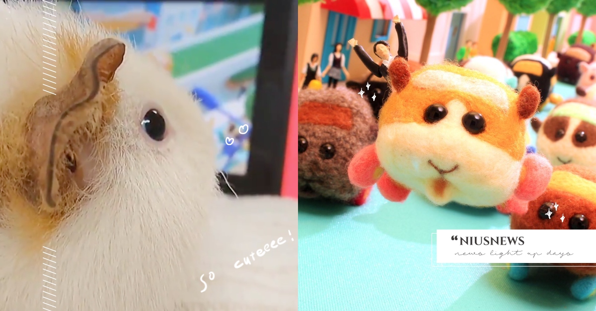 《天竺鼠車車》主角真實面貌曝光！天竺鼠好朋友直盯動畫看，超萌反應全網融化 天竺鼠車車、主角、本尊、馬鈴薯、天竺鼠、見里朝希、見里瑞穂