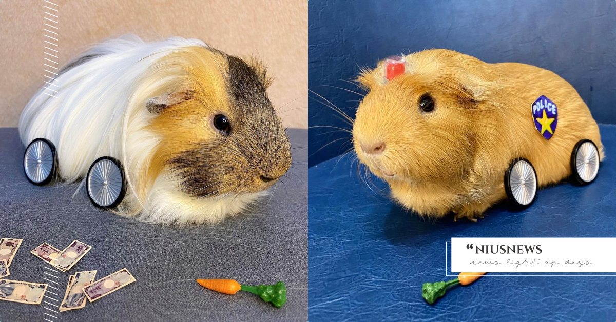 最強《天竺鼠車車》Coser！網鼠「華生＆夏洛克」籲正確觀念，切勿因為可愛就飼養 天竺鼠車車、動漫、2021、春季番、見里朝希、動畫、定格動畫、羊毛氈、天竺鼠、飼養、台灣網鼠