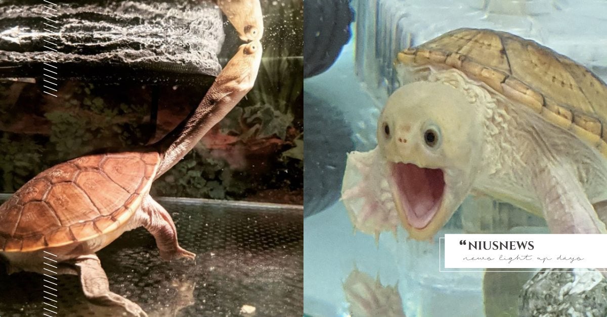 看到鏡頭就嚇歪？日本呆萌寵物龜驚恐表情萬人瘋轉，網友：「是在《吶喊》嗎？」 寵物趣聞、寵物、水族、兩棲、烏龜、鱉、寵物店、日本、可愛、推特