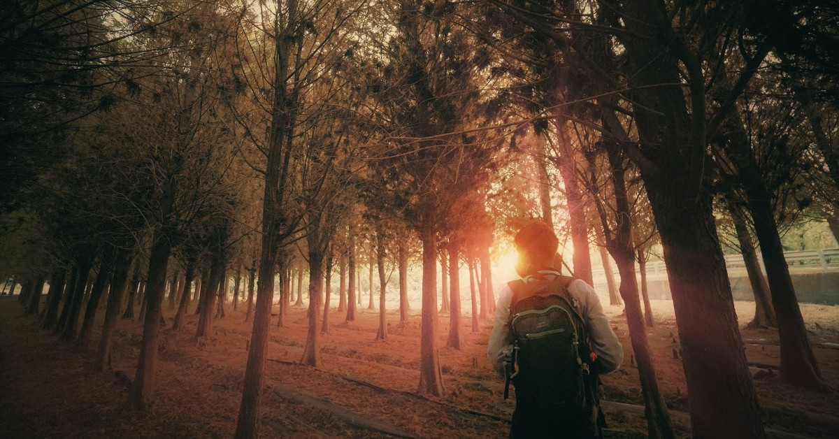 季節限定六甲落羽松｜免爬山的森林，交通、停車攻略 台南旅遊、六甲落羽松、賞落羽松、林鳳營車站、落羽松 季節