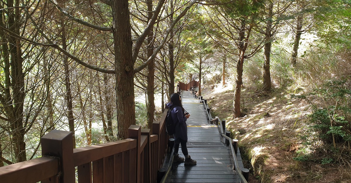 觀霧森林交通路線攻略｜30分雲霧、賞鳥步道輕鬆眺聖稜 觀霧國家森林遊樂區、觀霧一日遊 二日遊、觀霧 雲霧步道、觀霧 賞鳥步道