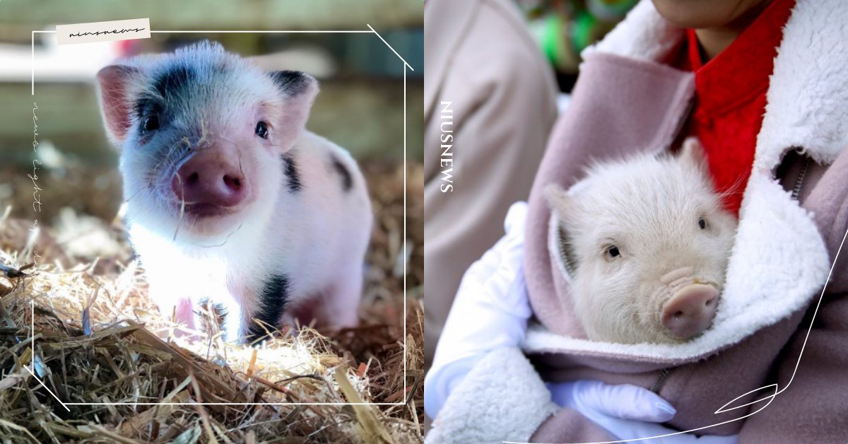 幫小豬揉肚肚是工作？美國農場誠徵「抱抱小豬團隊」，週上三小時網友直呼史上最療癒 寵物趣聞、毛孩、寵物、領養、小豬、美國、農場、志工、小豬抱抱員、療癒工作