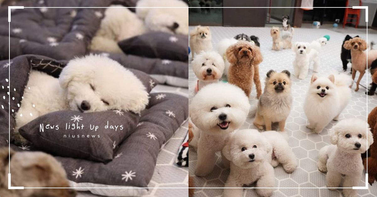 蓋被被睡午覺囉！韓國狗狗幼稚園午睡照曝光，翻肚嘴開開萌翻網友：睡相請加油！ 寵物趣聞、毛孩、寵物、狗狗、幼稚園、睡午覺、Puppy Spring、貴賓、博美、西施、西高地白梗