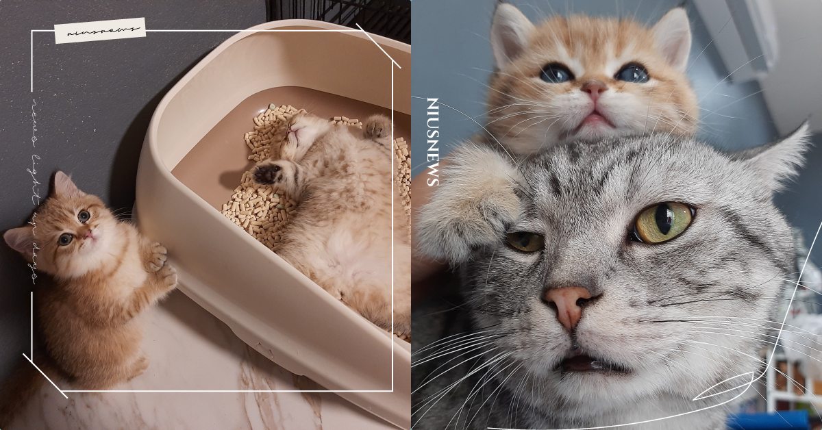 可以不要睡在貓砂盆嗎？泰國爆紅小橘貓超萌貪睡，無辜大眼：人家快尿出來惹 貓咪、貓奴、鏟屎官、泰國、網紅貓咪、貓貓、橘貓、美國短毛貓