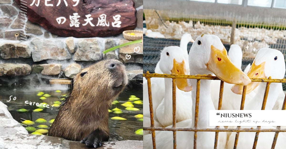 7間「宜蘭動物農場」盤點！斑比山丘全新小驢生力軍、甲鳥園小鴨呱呱叫超療癒 宜蘭、動物、農場、牧場、斑比山丘、張美阿嬤農場、甲鳥園、心花鹿Fun、幸福20號農場、心心農家樂、鄉間小路l星寶蔥體驗農場、愛玩妞去踩點、愛玩妞口袋清單