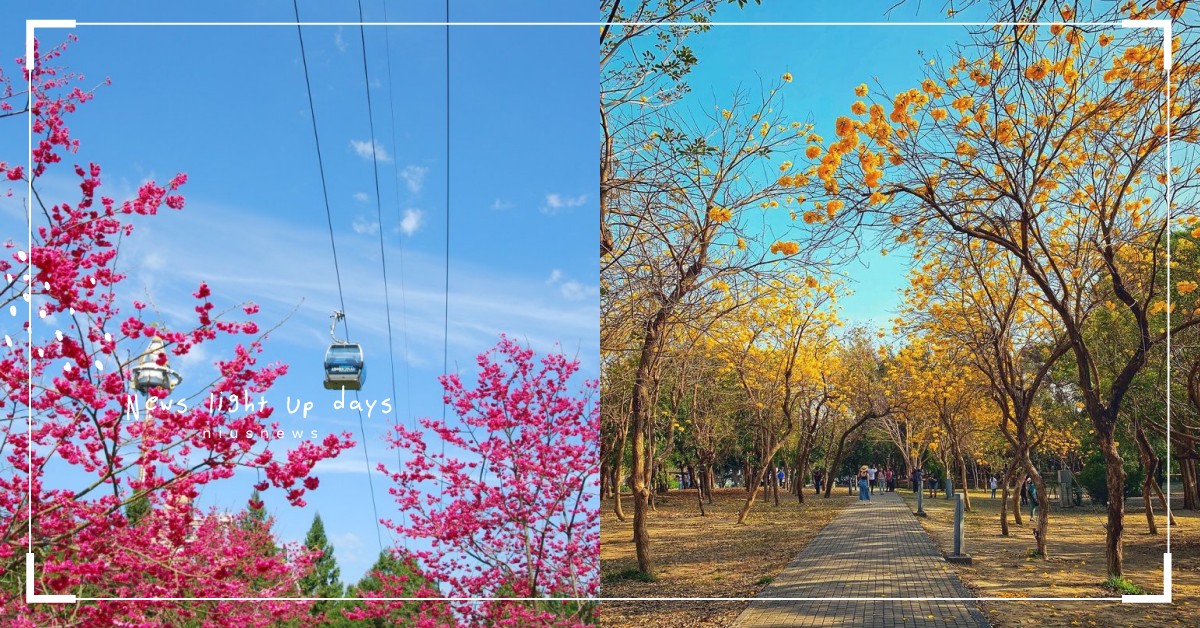 春暖花開全台5大賞花好拍景點！九族櫻花季、台南黃花風鈴木，都有整片花海超浪漫 賞花、228連假、陽明山、九族文化村、日月潭、阿里山、櫻花、海芋、台南億載公園、黃花風鈴木、奧萬大森林公園、奧萬大水庫