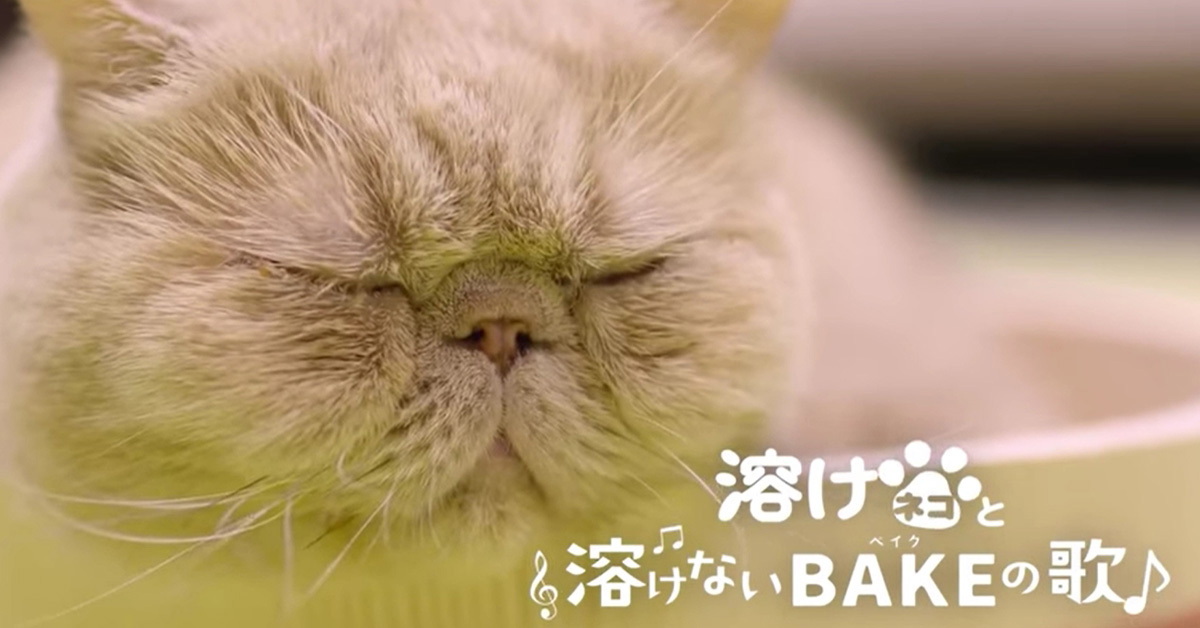 喂！叫你看巧克力，不是貓咪啦！ 日本、BAKE、巧克力、美味