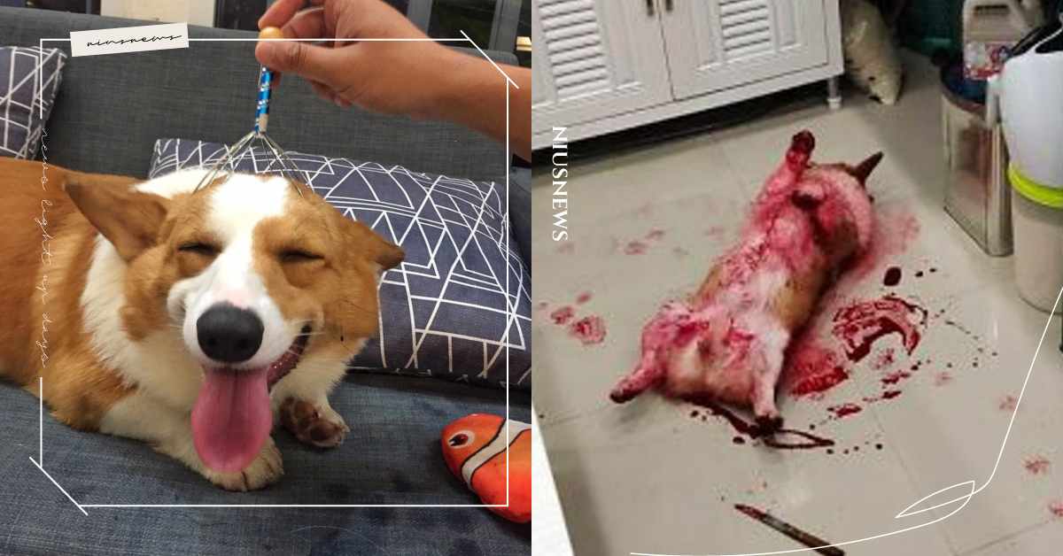 回家驚見愛犬「身旁一把刀＋滿身鮮紅倒地」嚇壞媽？調皮柯基又闖禍啦！ 可愛寵物、柯基、可愛、寵物、可愛動物、毛小孩、