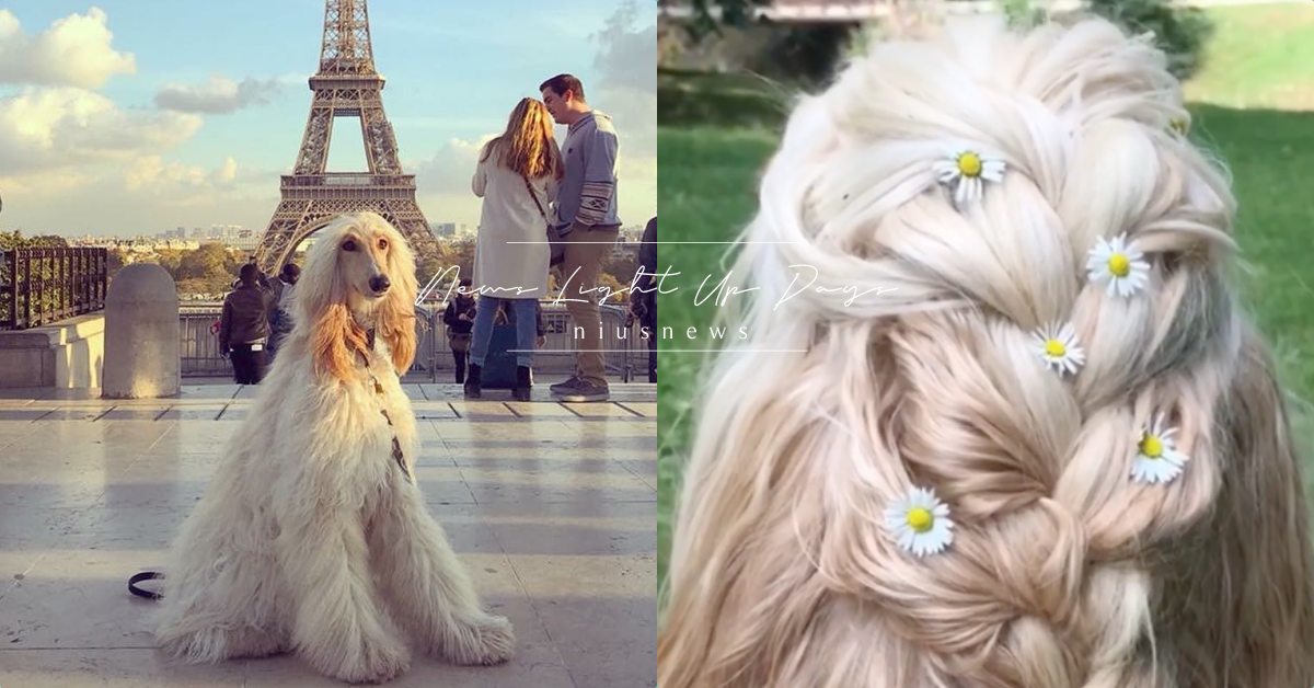 需要用潤髮乳的狗狗！回頭率100%的阿富汗獵犬，網友：這根本是汪界模特兒！ 寵物趣聞、模特兒、狗狗、阿富汗獵犬、寵物、狗、網犬、潤髮乳、獵犬