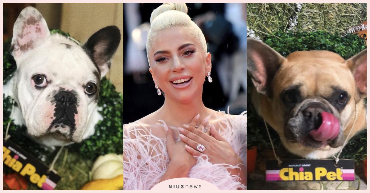 女神卡卡被綁架愛犬回家了！幸運女巷內撿到兩隻小狗，秒變千萬富翁！ 女神卡卡、Lady Gaga、綁架