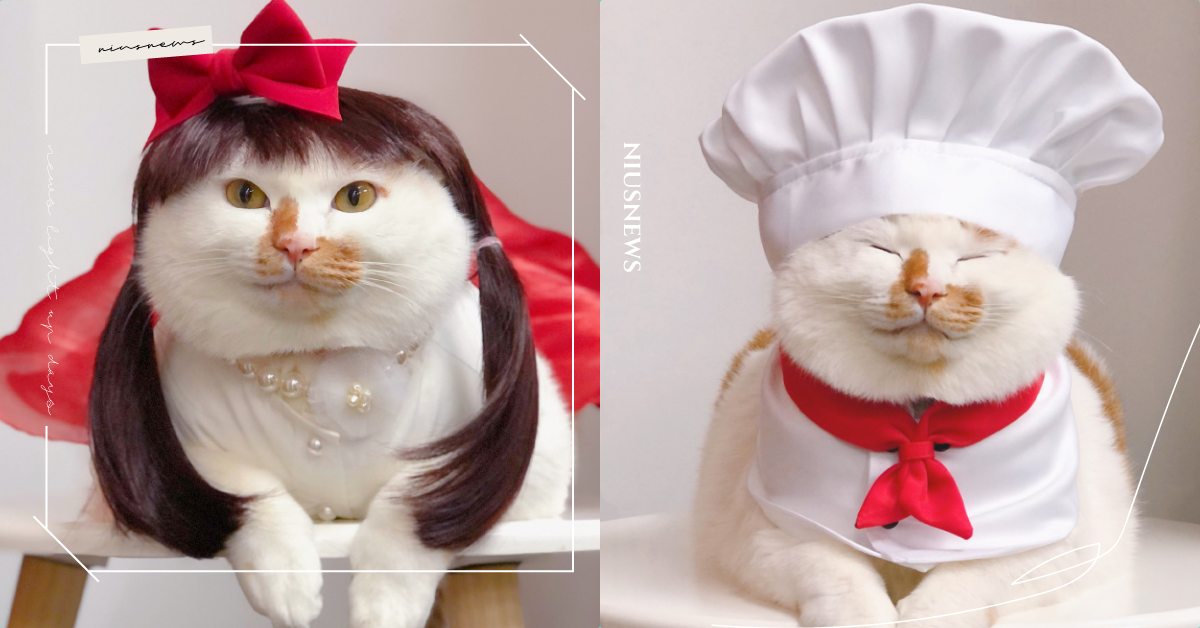 橘白貓的時尚大秀！奴才化身專屬造型師，髮型神似韓劇《Penthouse》吳允熙！ 寵物趣聞、毛孩、貓咪、寵物、裝扮、領養、微博、貓奴、鏟屎官、網喵、網紅