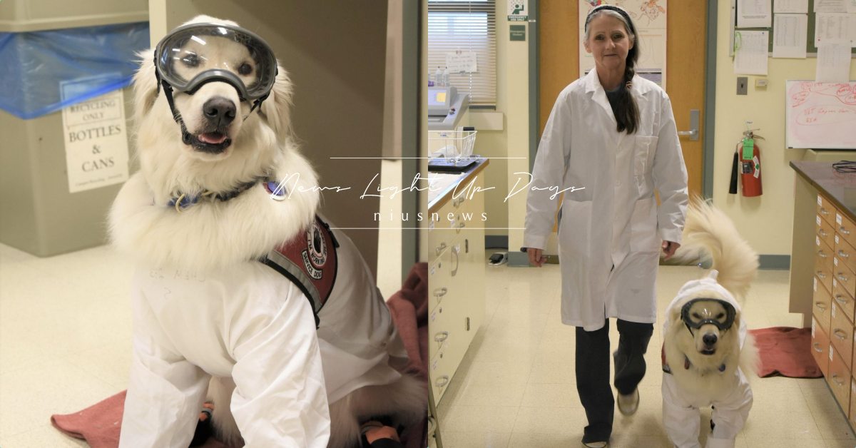 首隻可以進入化學實驗室的黃金獵犬！科學家的得力助手，穿上防護衣就能跟主人一起工作 寵物趣聞、毛孩、寵物、黃金獵犬、實驗室、狗狗、寵物趣聞、科學家、狗、美國、伊利諾大學