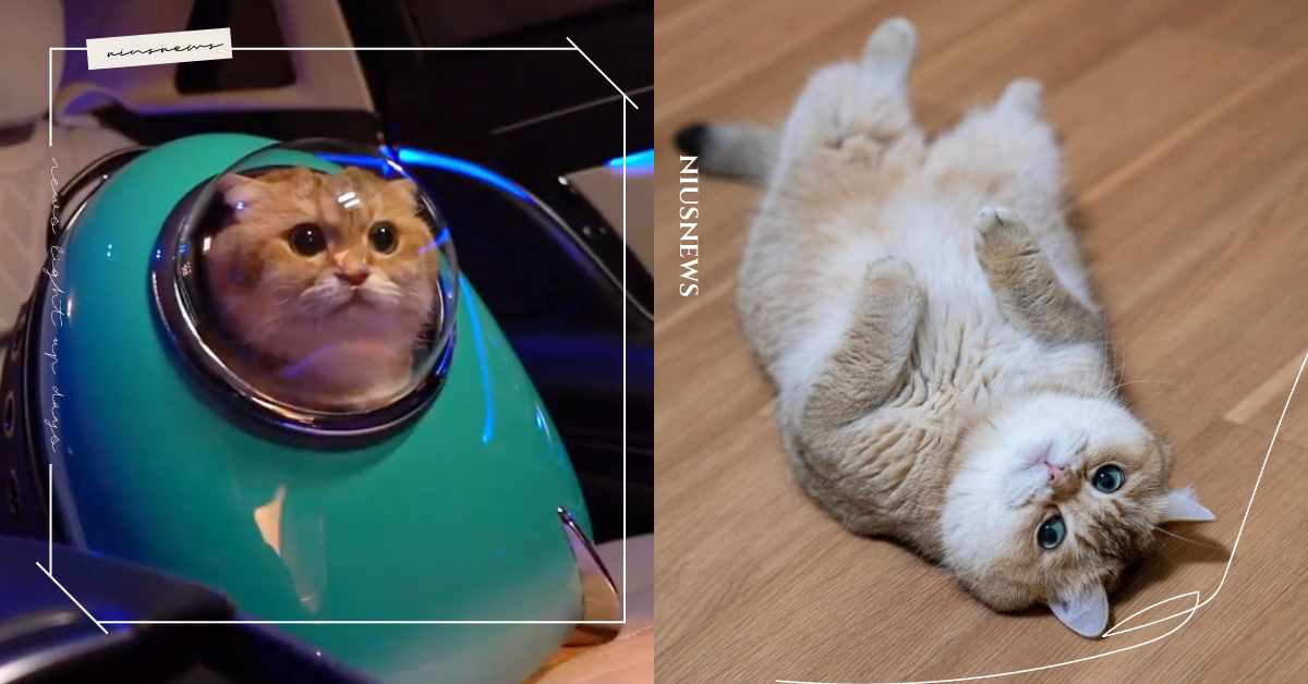 人氣短耳貓Hosico圓臉+大眼睛巨萌！SpaceX為牠準備專屬太空船飛向宇宙？ 寵物出去玩、寵物、貓、貓奴、鏟屎官、短耳貓、俄羅斯、伊隆馬斯克、SpaceX