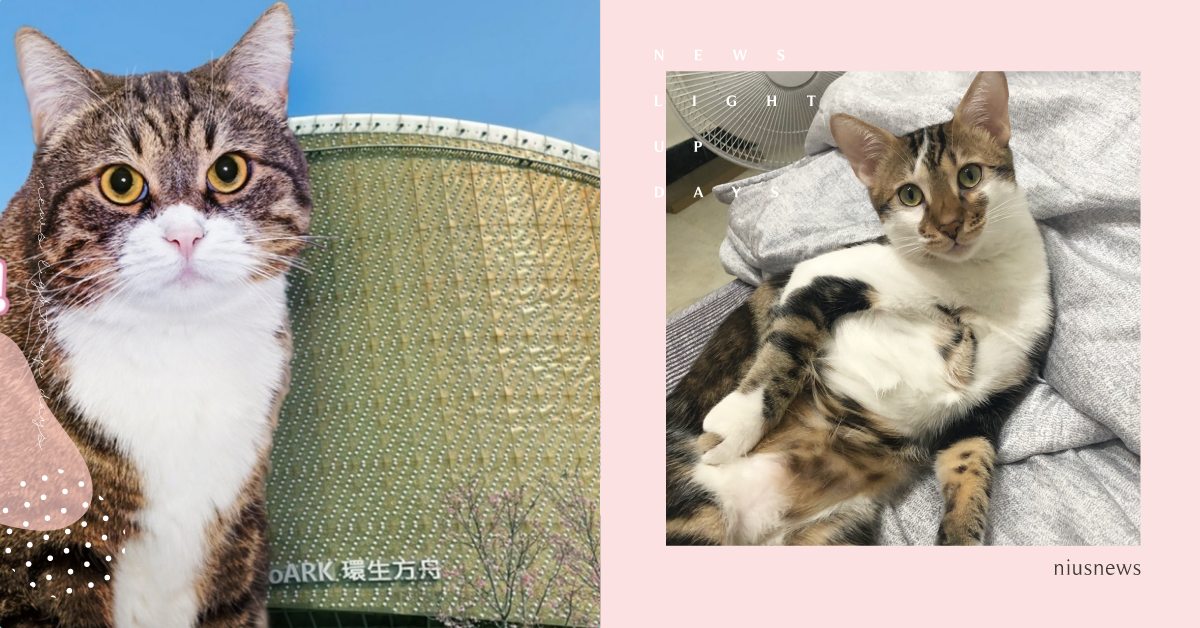 「瘋貓祭」5大亮點一次看！超巨大貓貓神像現身圓山花博，吸貓咖啡廳貓奴不可錯過 貓奴、鏟屎官、寵物展、台北花博流行館、瘋貓祭、貓咪占卜、吸貓咖啡廳、寵物鮮食、寵物按摩、寵物繪畫、貓咪講座、寵物攤販、寵物市集