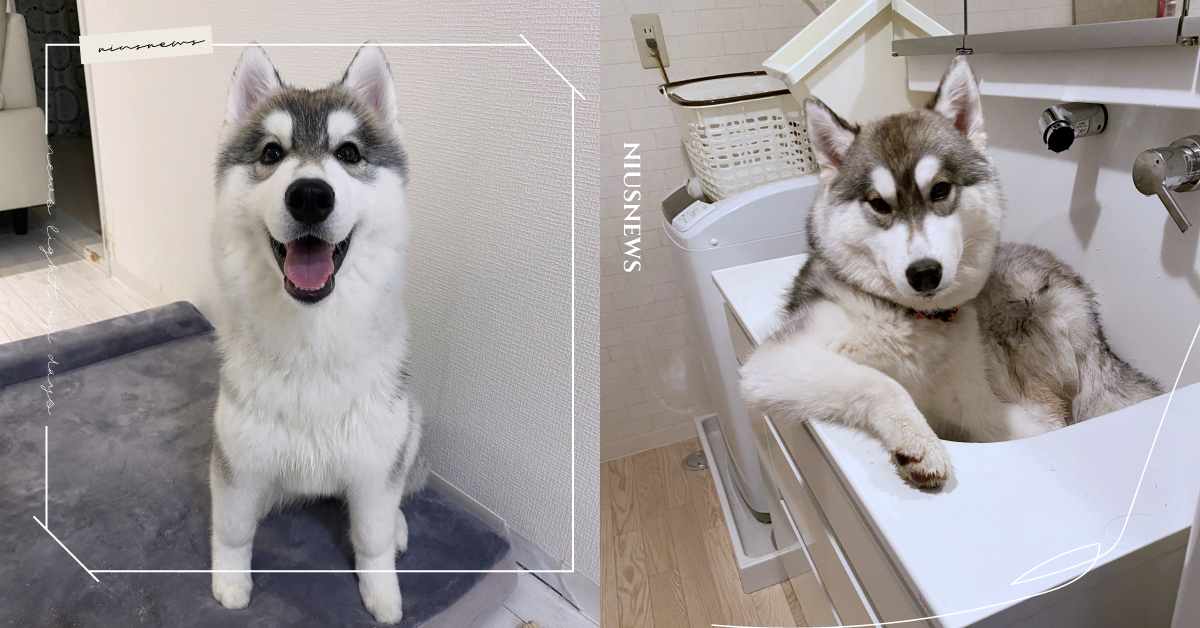 一秒黑化？主人忘幫洗腳，哈士奇從「燦笑萌妹」化身「霸氣女總裁」冷眼饋咖洗手台 寵物趣聞、 毛孩、寵物、狗、哈士奇、可愛、汪星人